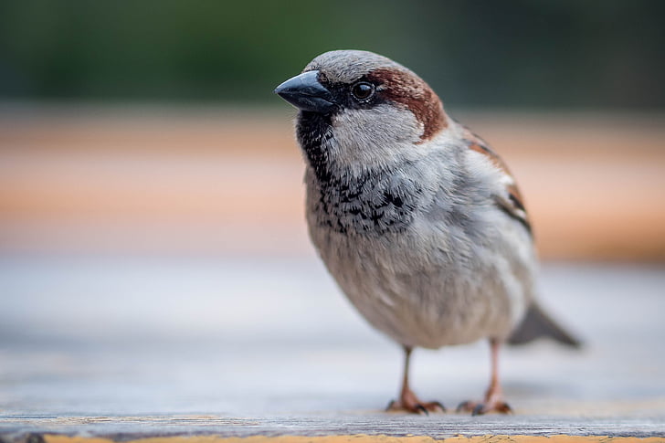 Sparrow, fuglen, Lukk, en dyr, dyr dyr, dyr i naturen, fokus på forgrunnen
