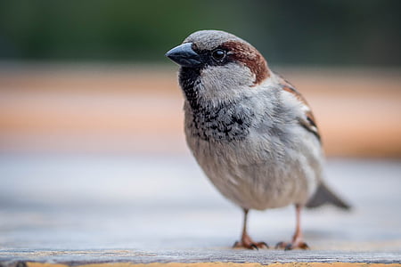 Sparrow, pták, Zavřít, jedno zvíře, zvířecí přírody, zvířata v přírodě, zaměřit se na popředí