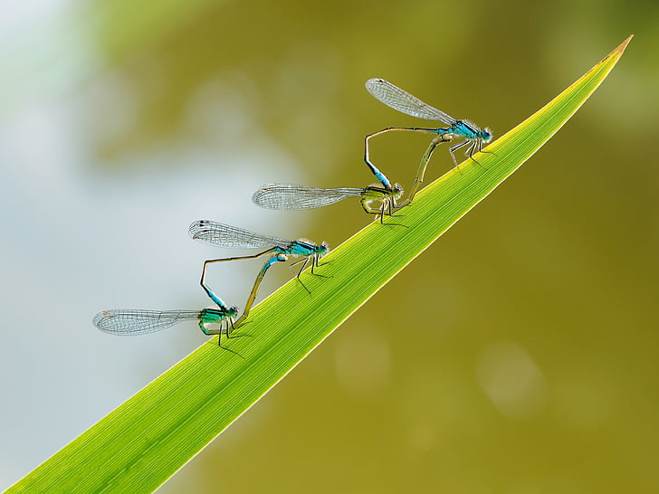 insetto, libellula, coppia, macro, animali-i temi, colore verde, animali allo stato brado