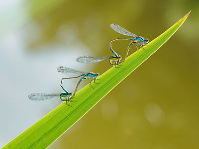 hmyz, Dragonfly, pár, makro, zvířecí motivy, zelená barva, zvířata v přírodě