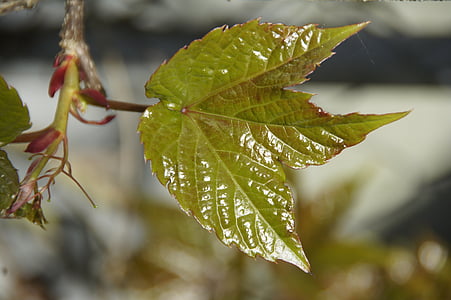 잎, 봄, 프리슈, 첫 번째 잎, 그린