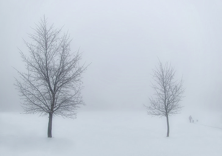 vinter, træer, sne, landskab, hvid, tåge, tåge
