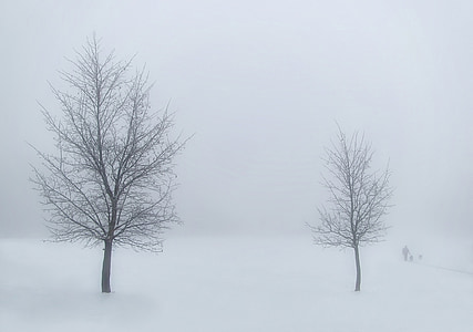 hiver, arbres, neige, paysage, blanc, brouillard, brume