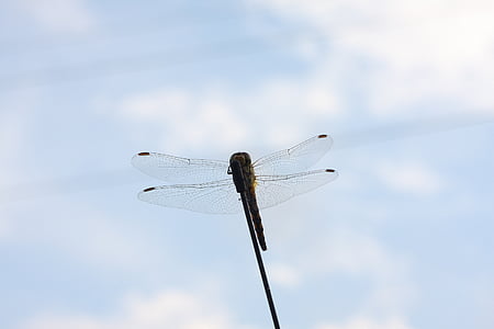 dragonfly, autumn, insects, nature, insect, animal, close-up