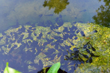 tadpoles, 연못, 물, froschbabies