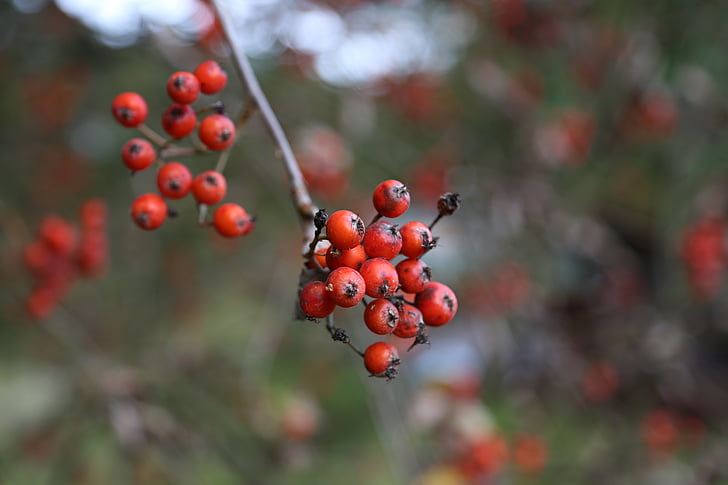 Rowan, Outono, árvore, frutas, a delicadeza, vermelho, plantas ornamentais