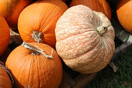 тыквы, Осень, Осень, оранжевый, Хэллоуин, праздник, сезон