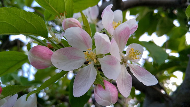 pink, flower, the leaves
