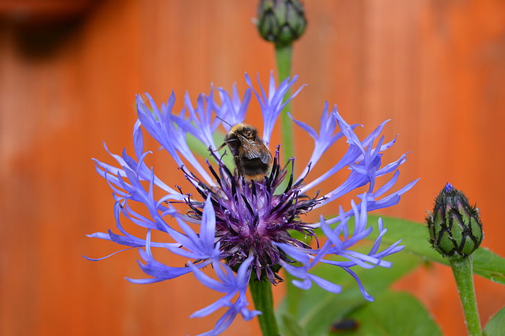 flor, azul, naturaleza, bumble-bee