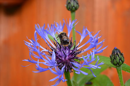 květ, modrá, Příroda, Pan Bumble-bee