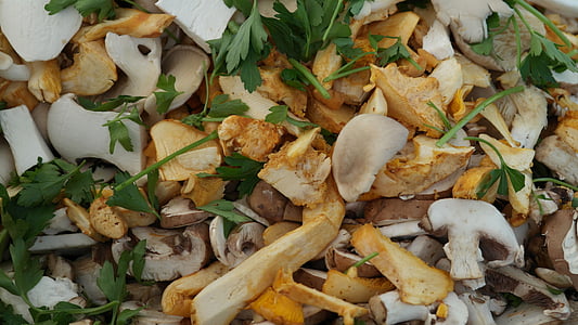 mushrooms, forest mushrooms, nature, forest, vegetable, forest floor, autumn