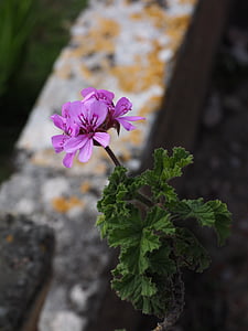 ģerāniju, zieds, Bloom, puķe, rozā, Pelargonium grandiflorum, dārza ģerāniju