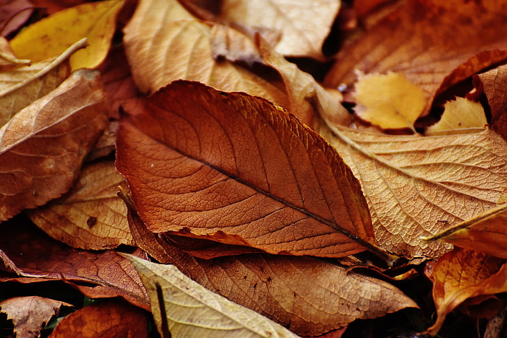 leaves, autumn, colorful