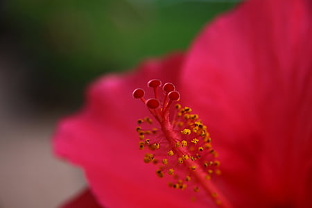 rød, Blossom, Bloom, blomst, stempel, flora, Luk