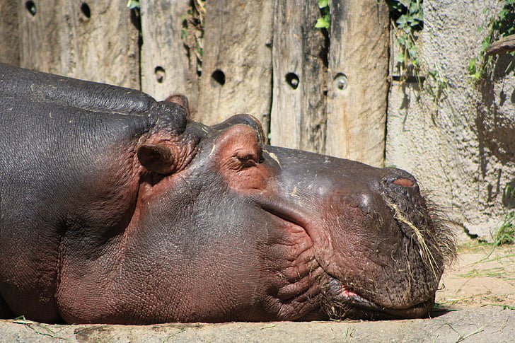 hipopótamo, naturaleza, Hippo, mundo animal