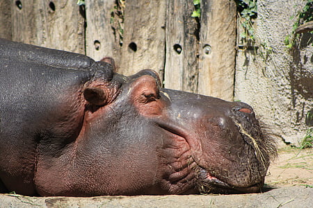 Hipopotam, Natura, Hipopotam, Świat zwierząt