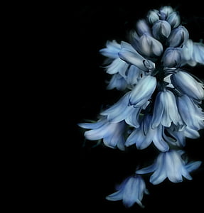 bells flower, flowers, blue, flower, black, nature, spring