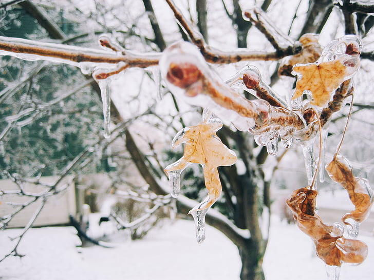 pohon, tanaman, cabang, salju, musim dingin, dingin, es