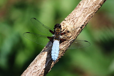 Dragonfly, pomlad, narave, insektov, blizu, krilo, živali