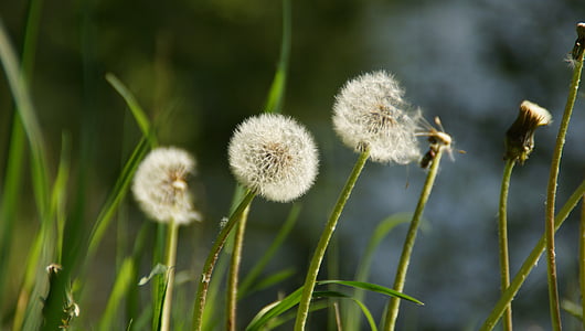 dandelion, seeds, pointed flower, spring