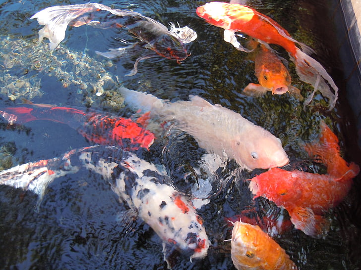 ปลา, น้ำ, ฝูงปลา, nishikigoi, ก้อย, พันธุ์, ปลาคาร์พ