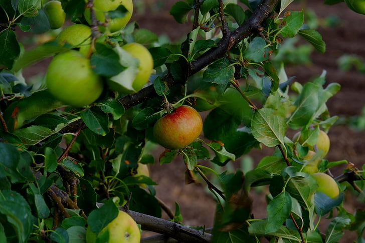 apple, apple tree, fruit, healthy, red, frisch, vitamins
