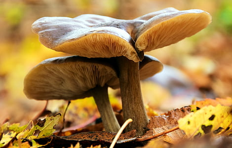 грибы, Осень, лес, Природа, Влажные, herbstimpression, Осенний лес