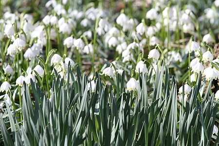 ghiocel, fruehlingsknotenblume, flori de primăvară, alb, floare, maerzgloeckchen, frumos