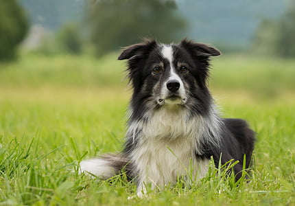 ขอบ collie, สุนัข, collie, อังกฤษ sheepdog, เส้นขอบ, สุนัขพันธุ์แท้, ช่องสุนัข