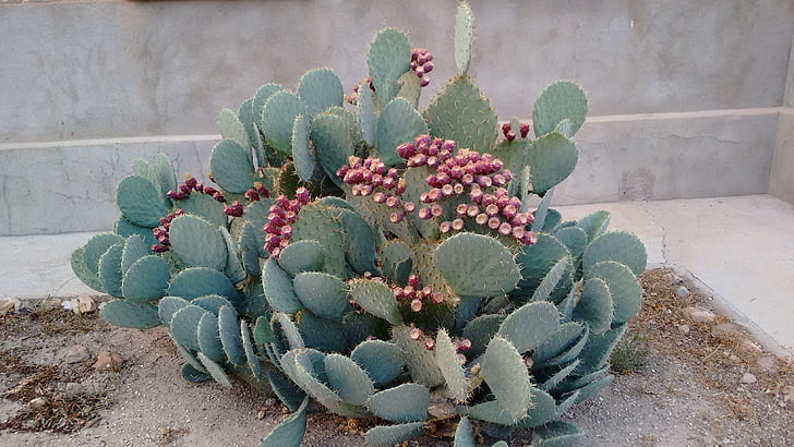 Kaktus, ciernie, Natura, roślina, succulent roślina, Pustynia