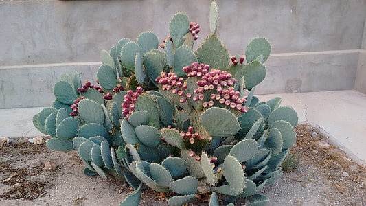 cactus, thorns, nature, plant, succulent Plant, desert