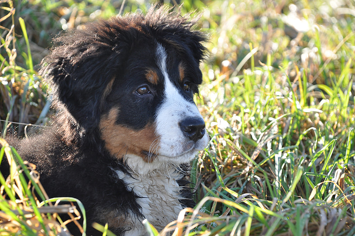cão, Bernese mountain dog, cachorro grande, animal, família, natureza, verde