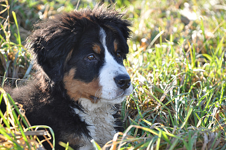 suns, Bernese mountain dog, Lielais Suns, dzīvnieku, ģimenes, daba, zaļa