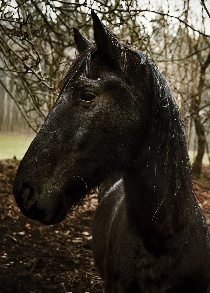 con ngựa, màu đen, động vật, đầu, động vật có vú, ngựa đầu, chân dung
