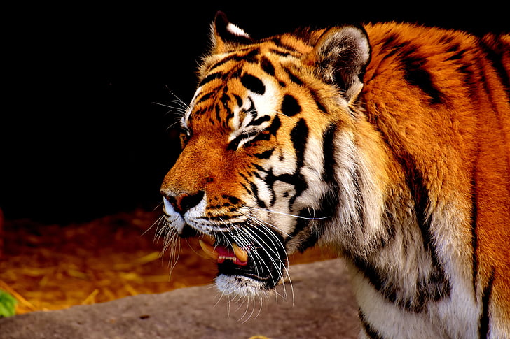 tīģeris, plēsoņa, spalva, skaists, bīstams, kaķis, savvaļas dzīvnieku fotogrāfija