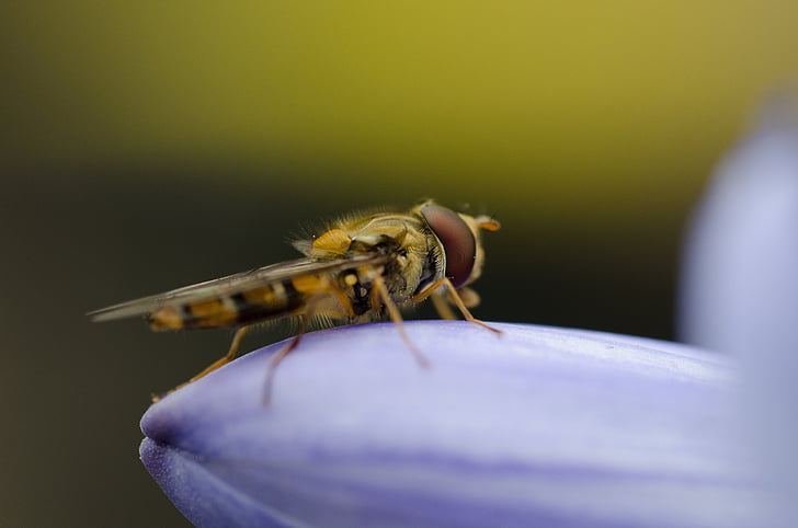 Hoverfly, mosca de focalizar, macro, voar, inseto, natureza, vida selvagem