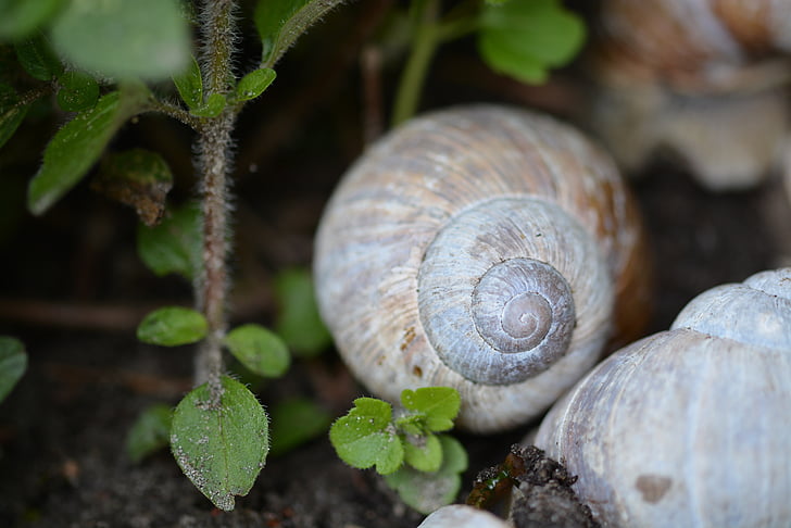 snail, shell, mollusk, nature, schnecknehaus, macro
