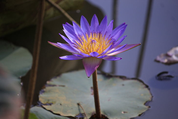 shower, hue, vietnam, water Lily, lotus Water Lily, nature, pond