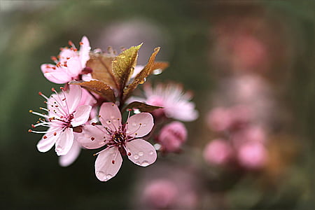 krevní švestka, květ, Bloom, strom, Slivoň myrobalán, jaro, zahrada