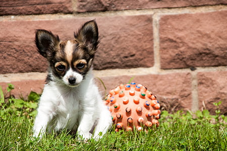 chihuahua, puppy, animals, dogs, ball, young
