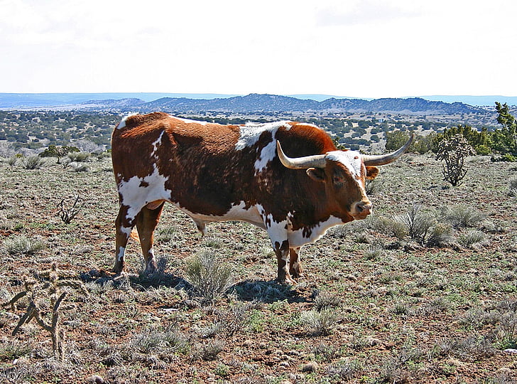 bovins, Ranch, ferme, animal, bovine, rouge, blanc