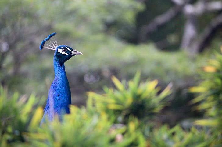 peafowl, animal, bird, peacock, plumage, feather, blue