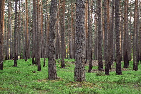 arrière-plan, herbe, vert, Lettonie, pin, arbres, nature