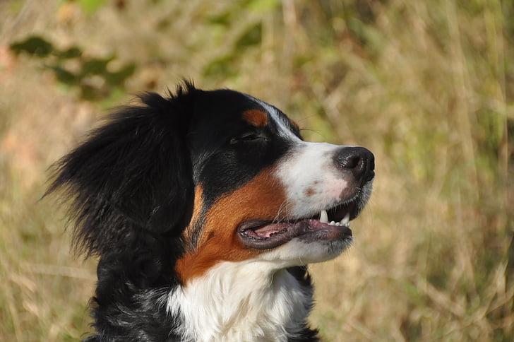 perros de montaña de Bernese, perro, joven, cara, Perfil, perro de montaña de Bernese, animales de compañía