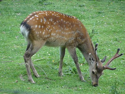 roe deer, zoo, animal, hirsch, fallow deer, antler, summer