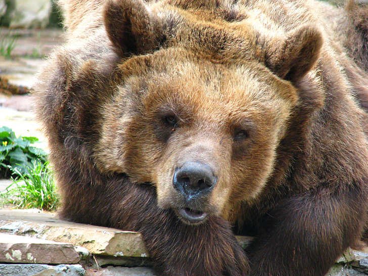 หมีสีน้ำตาล, หมี, นักล่า, สวนสัตว์, โลกของสัตว์, เหนื่อย