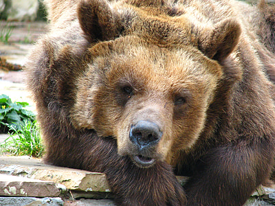 brown bear, bear, predator, zoo, animal world, tired