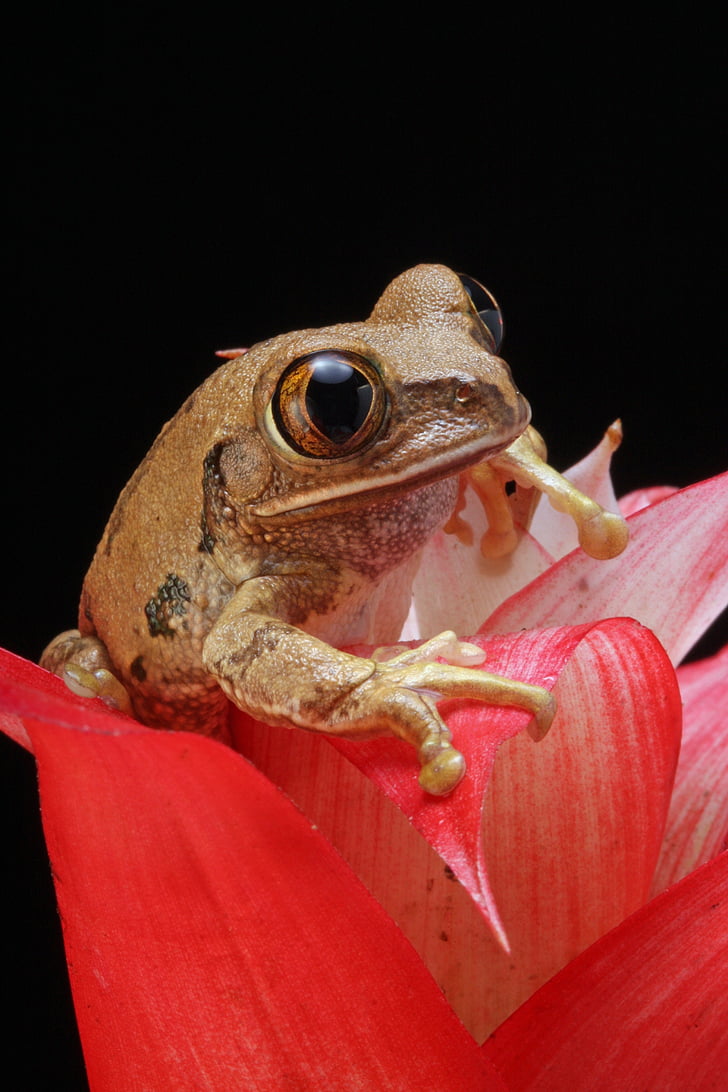 close, view, brown, frog, background, cute, flower