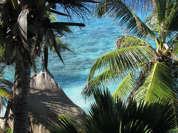 seychelles, la digue, sea, island, indian ocean, palm trees, holiday