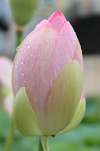 flor, natureza, jardim, levantou-se, cor-de-rosa, planta, Tulipa